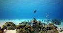 Abu Dhabi ‘coral garden’: 40,000 artificial reefs to restore marine ecosystem