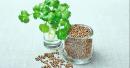 Coriander Water: Potential Health Benefits, How to Make It and What to Know