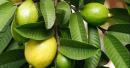 Why More People Are Using Guava Leaves Beyond the Fruit